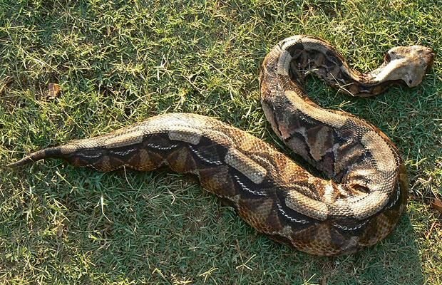 Gaboon Viper in Tanzania